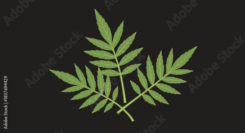 Three fresh green marigold leaves with detailed serrated edges neatly arranged on a solid dark gray or black background.