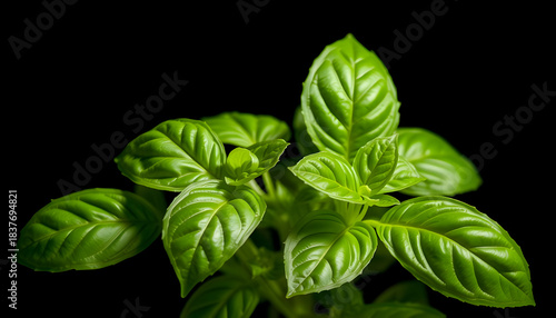 Fresh basil leaves, vibrant green and glistening under natural light, are presented against a stark black background.