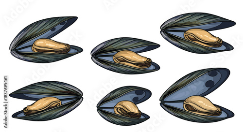 Set of fresh mussels in dark shells with some open to show the meat inside for a seafood restaurant menu or market advertising.
