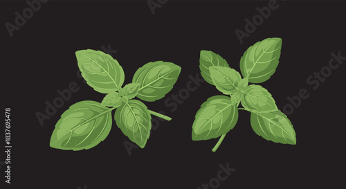 Two fresh green basil sprigs with vibrant leaves are shown in a detailed vector illustration perfect for culinary and herbal designs.