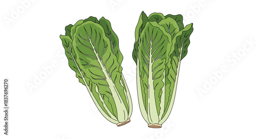Two fresh heads of green romaine lettuce are depicted in a detailed hand-drawn vector illustration for healthy food and salad concepts.