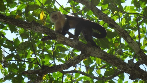 A monkey moves carefully along a tree branch, surrounded by dense green leaves and sunlight filtering through the forest canopy, capturing a natural moment of wildlife in its habitat. Costa rica jungl