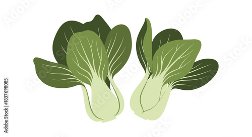 Two fresh heads of green bok choy or chinese cabbage are illustrated in a simple and charming textured drawing style for menus.