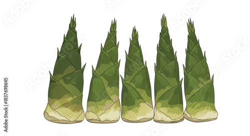Five fresh green bamboo shoots are illustrated in a detailed hand-drawn style perfect for asian cuisine and botanical drawings.