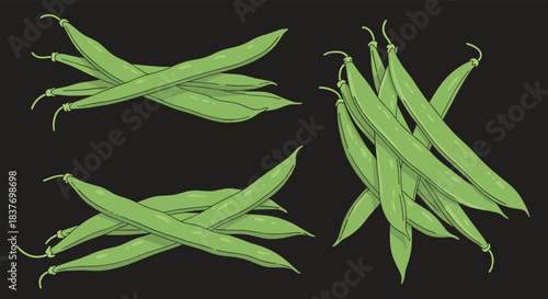 Set of fresh green beans or haricots verts is shown in piles from different angles in a detailed hand-drawn vector illustration.