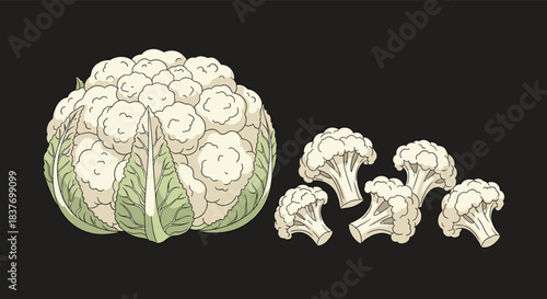 A whole head of cauliflower and several small florets are illustrated in a detailed hand-drawn sketch style on a dark background.