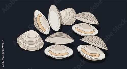 Collection of illustrated clams with open and closed shells in a detailed hand-drawn sketch style scattered on a solid dark background.