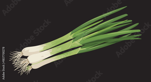 Bunch of fresh green spring onions with white bulbs and roots in a detailed realistic illustration on a solid dark background.