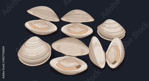 Assortment of fresh clams in a hand-drawn sketch style with both open and closed shells arranged on a solid dark background.