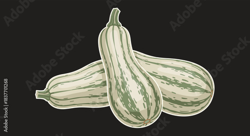 Two fresh delicata squashes with green and cream stripes in a detailed vector illustration isolated on a solid dark background.
