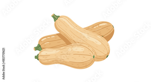 Pile of four fresh butternut squashes in a simple vector illustration style with texture isolated on a plain white background.