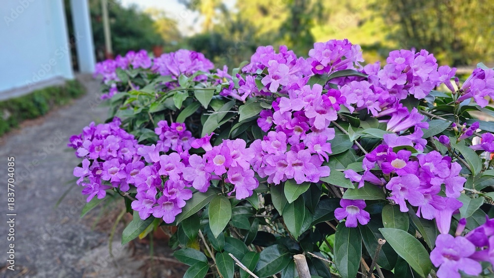 Obraz premium Blooming garlic vine flowers blooming in vivid blue purple tones color close-up views, soft delicate petals, climbing growth patterns, beautiful winter vibrant garden sceneryr botanical visuals