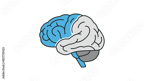 An illustration of a human brain with highlighted sections silhouette