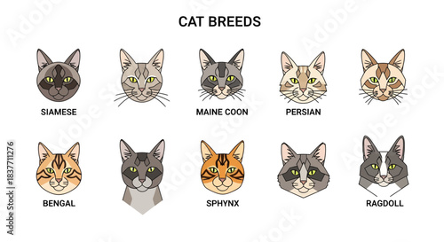 Vibrant vector illustrations depicting an array of adorable cat breed head portraits, showcasing distinctive facial features and diverse feline characteristics