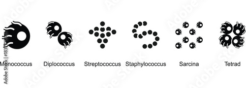 Shapes And Groupings Of Coccus Bacteria banner web icon vector illustration of Monococcus, Diplococcus, Streptococcus, Staphylococcus, Sarcina, Tetrad
