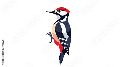 Illustration of a Downy Woodpecker with Red and White Plumage, perched on an unseen branch, depicted against a clean white background