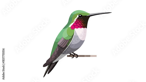 Detailed illustration of a vibrant hummingbird with iridescent green feathers and a striking magenta throat, perched delicately on a branch