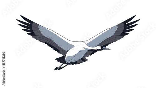 A majestic white and grey crane in flight, showcasing its impressive wingspan and graceful movement against a plain background