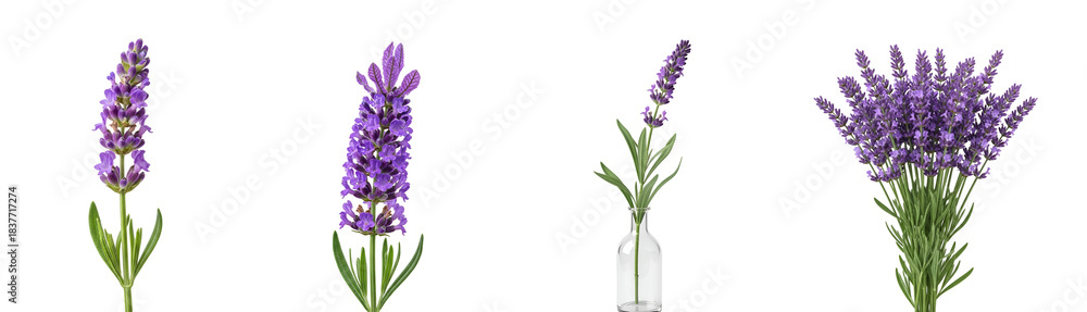 Obraz premium Four lavender plants in various arrangements displayed against a uniform, solid backdrop plain on transparent background