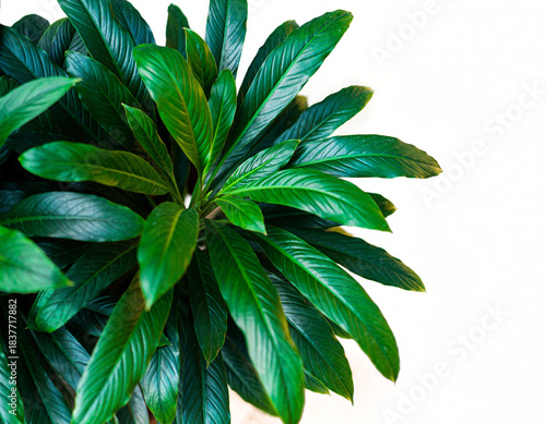 Vibrant tropical plant leaves in natural light