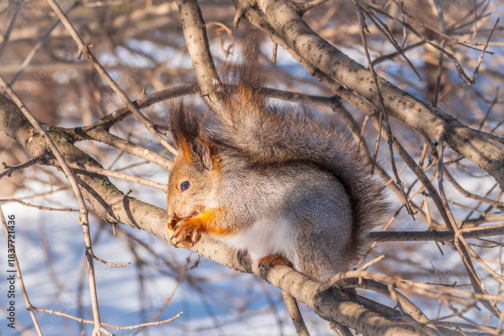 Fototapeta premium The squirrel with nut sits on tree in the winter or late autumn