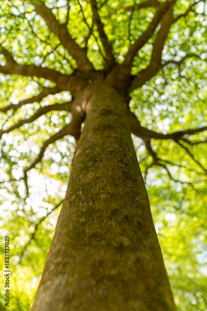 Fototapeta premium A set of upward-view photos capturing tree bark textures, tall trunks, and vibrant green leaves creating a lush canopy in a calm public park. Perfect for nature and background uses.