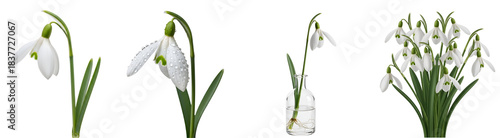 Four stages of snowdrop flowers, from single bloom to bouquet, isolated against a solid backdrop on transparent background