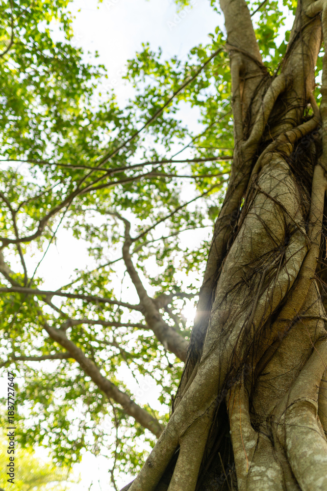 Fototapeta premium A set of upward-view photos capturing tree bark textures, tall trunks, and vibrant green leaves creating a lush canopy in a calm public park. Perfect for nature and background uses.