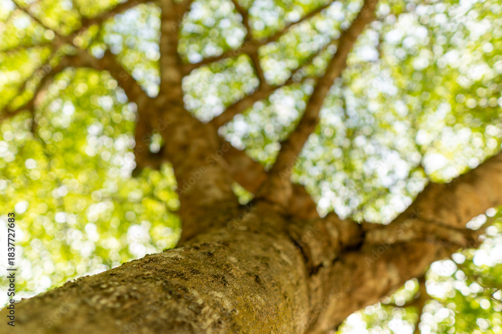 Fototapeta premium A set of upward-view photos capturing tree bark textures, tall trunks, and vibrant green leaves creating a lush canopy in a calm public park. Perfect for nature and background uses.