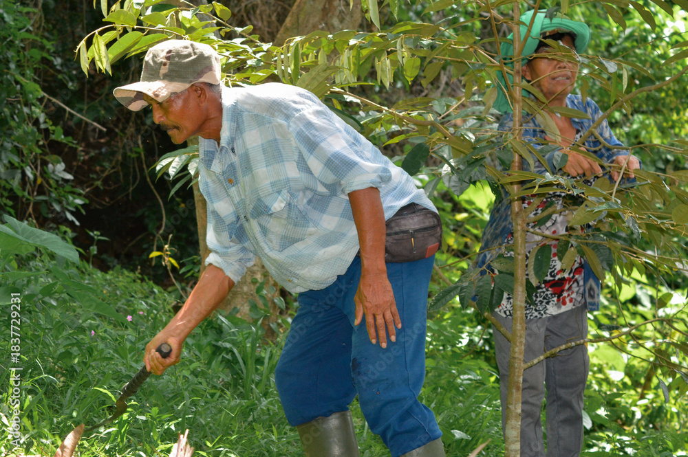 Fototapeta premium An elderly man in a cap and boots bends to use a hand tool clearing weeds around a young durian tree, while his wife stands behind the tree looking up at its leaves.