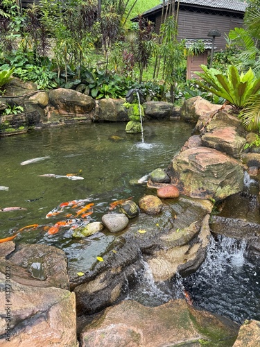 Koi Pond with Nishikigoi Fish at Kuala Lumpur Bird Park, Malaysia 