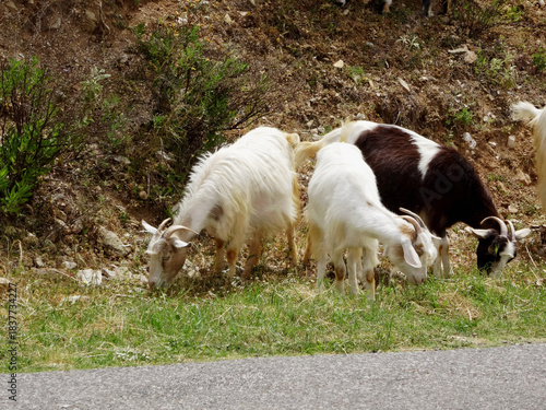 Grèce, troupeau de chèvres au bord de la route