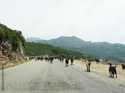 Grèce, troupeau de chèvres au bord de la route