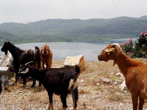 Grèce, troupeau de chèvres au bord de la route