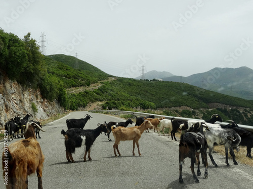 Grèce, troupeau de chèvres au bord de la route