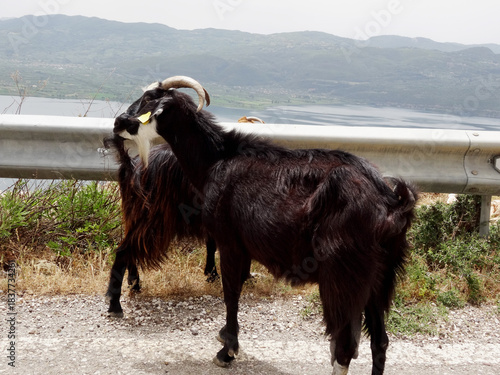 Grèce, troupeau de chèvres au bord de la route