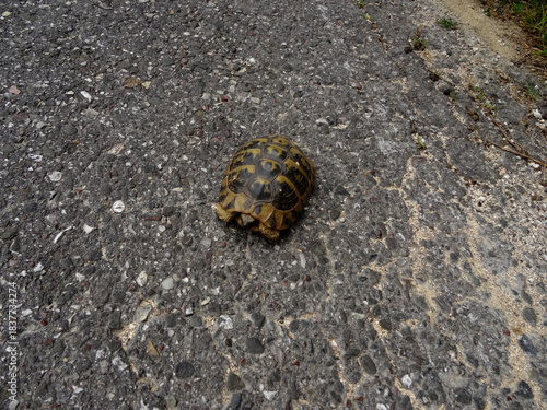 Grèce, sauvetage d'une tortue traversant la route