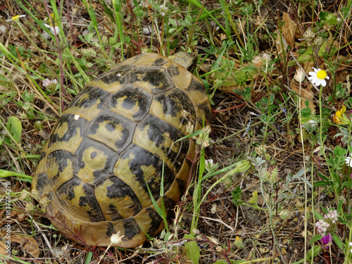 Grèce, sauvetage d'une tortue traversant la route