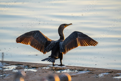 Cormorant Spreading Wings From Back Range County, CA