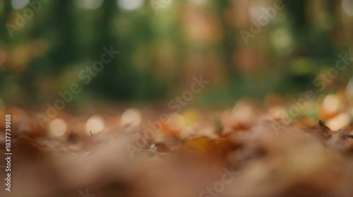 Close up of fallen autumn leaves on forest floor with blurred green background image