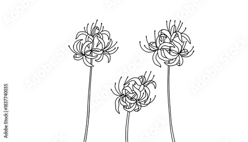 Three delicate red spider lilies are drawn in outline on a white background.