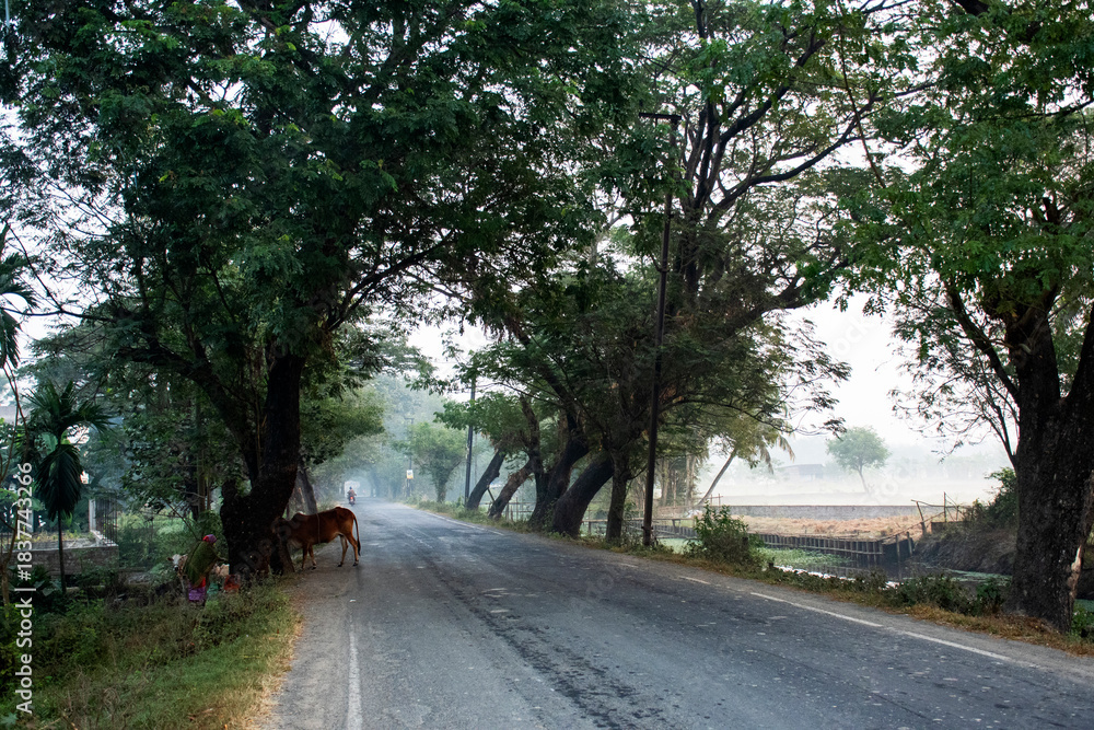 Fototapeta premium Early morning village road under lush green tree canopy forming a natural gateway