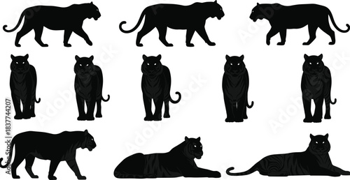 Endangered Wild Cat Predator Species in Roaring, Standing, and Walking Poses Flat Black Line Drawing Illustration.