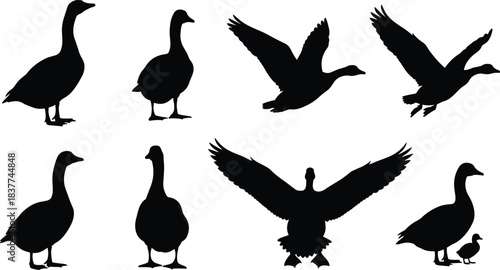Wild Waterfowl Collection in Flight and Standing Poses for Nature, Hunting, and Fauna Design Illustration.