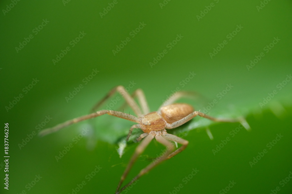 Fototapeta premium Macro of Spider hunting on a leaf