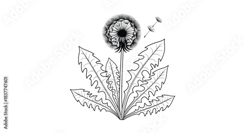 Detailed black and white botanical illustration of a dandelion seed head with some seeds blowing away in the wind.