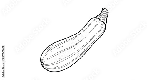Black and white line art illustration of a whole fresh zucchini or courgette a versatile summer squash vegetable for cooking.