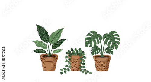 Collection of three popular potted houseplants including a monstera and peace lily in terracotta pots for modern home decor designs.