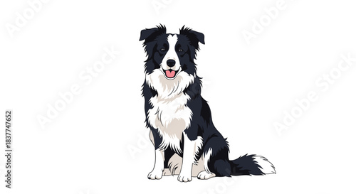 Beautifully detailed illustration of a friendly black and white Border Collie dog sitting patiently on a clean white background.