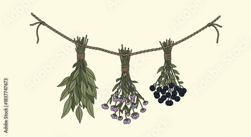 Vintage-style illustration of various herbs and berries hanging from a rope to dry for aromatherapy or culinary purposes.